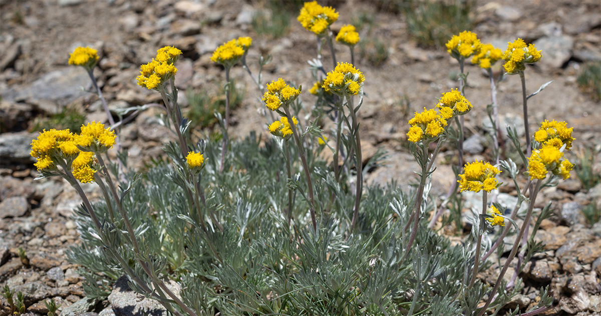 Genepi plant